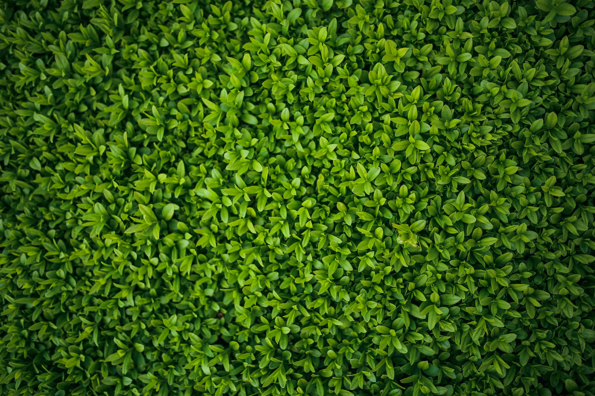 Grass and hedge cutting