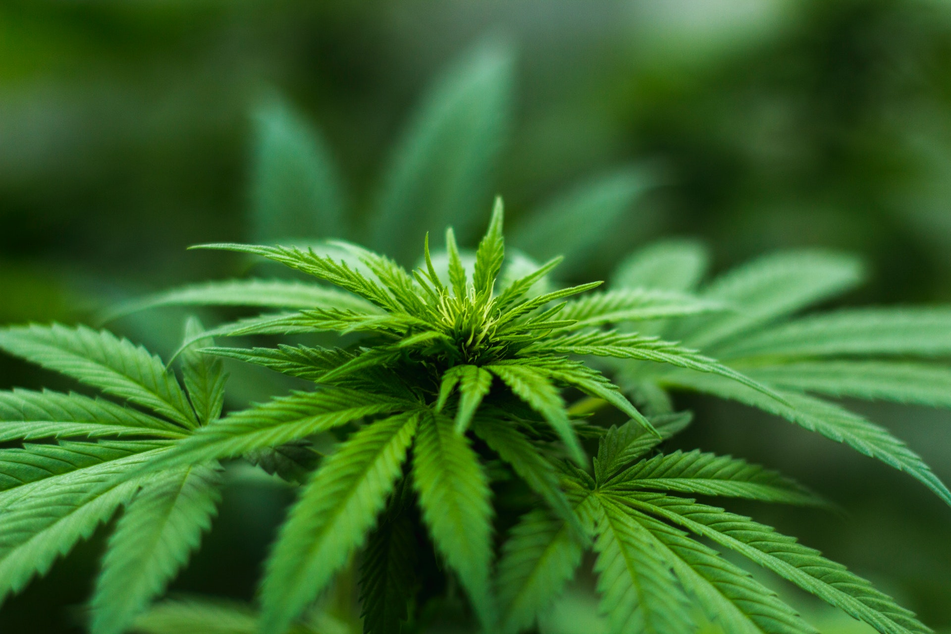 Weed Control